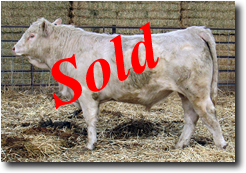 Charolais Bull M001