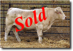 Charolais Bull M007