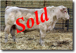 Charolais Bull M008