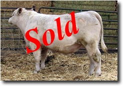 Charolais Bull M009