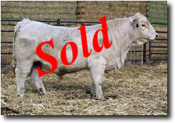 Charolais Bull M011