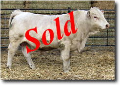 Charolais Bull M016