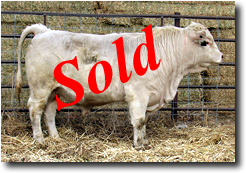 Charolais Bull M021