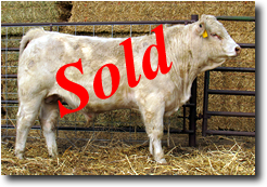 Charolais Bull M023